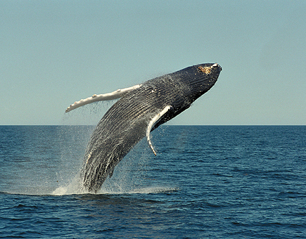 Japn se plantea suspender la caza de ballenas en la Antrtida